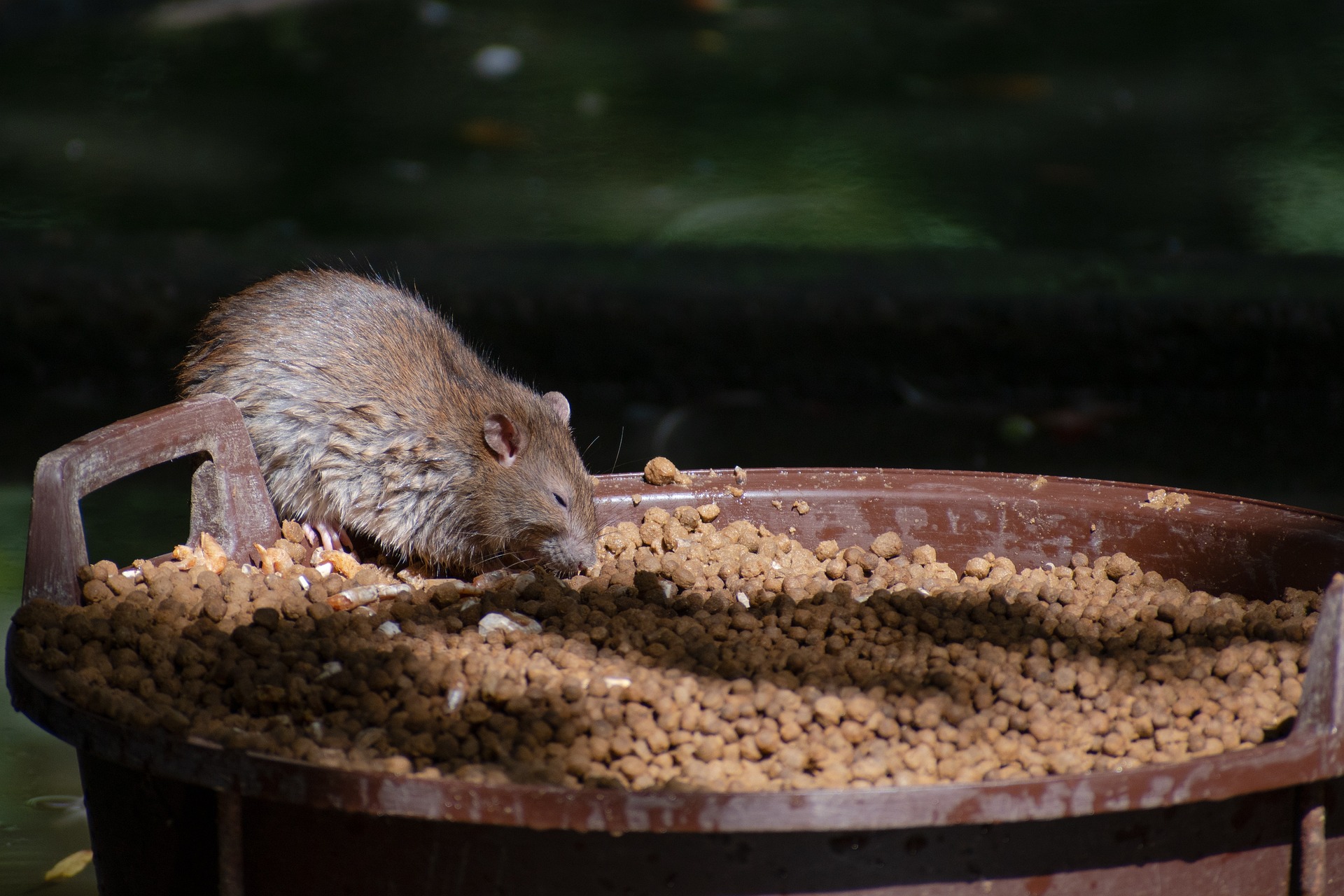 Mistakes Homeowners Make with Mouse Control – animalcontrol nyc – fast animal control