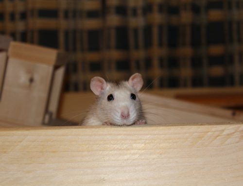 What Types of Rodents Infest NYC Homes