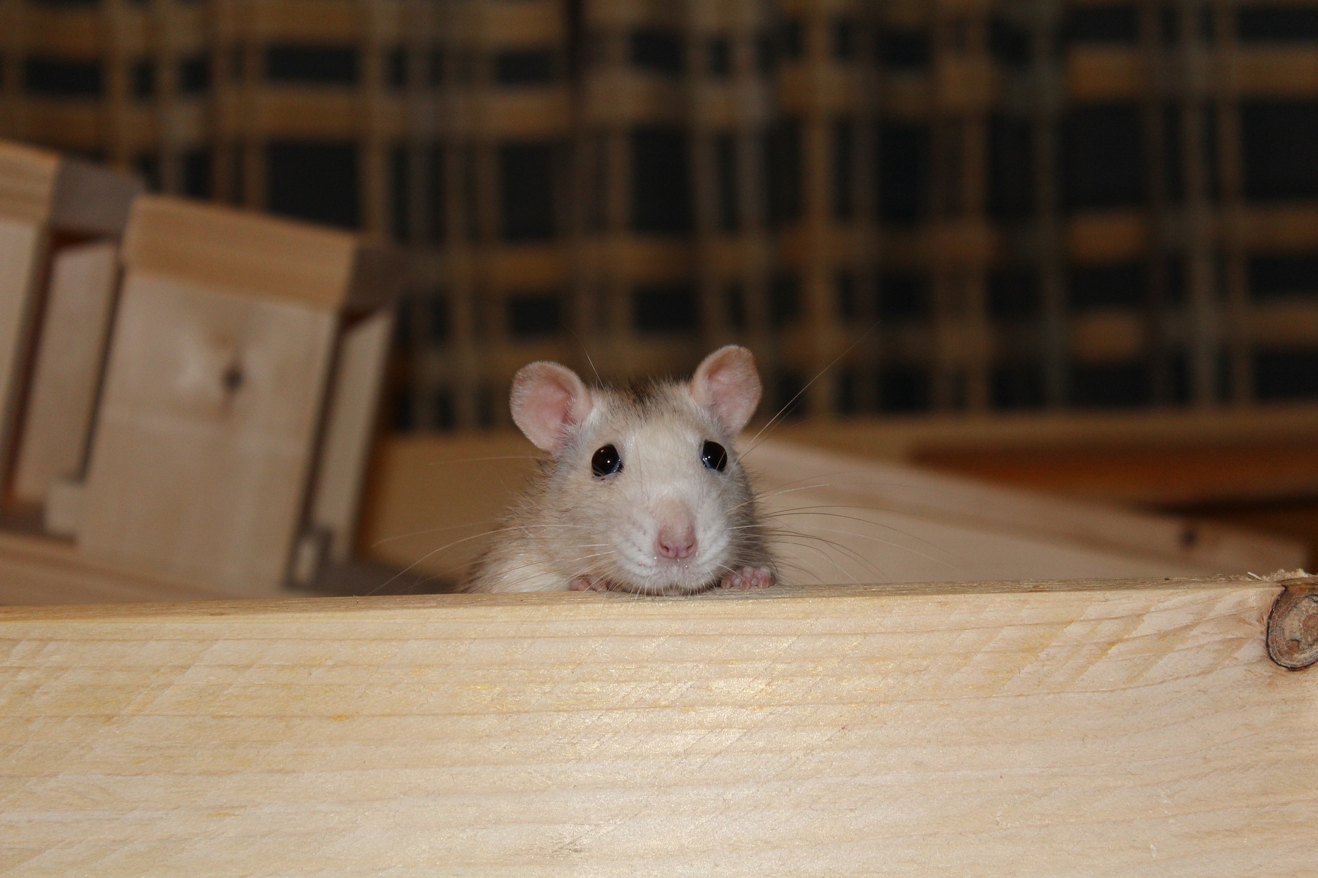 What Types of Rodents Infest NYC Homes – fast rodent control services in nyc – animal control nyc
