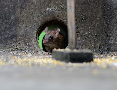 Why Problems with Energy Efficiency Could Also Cause Rodent Issues