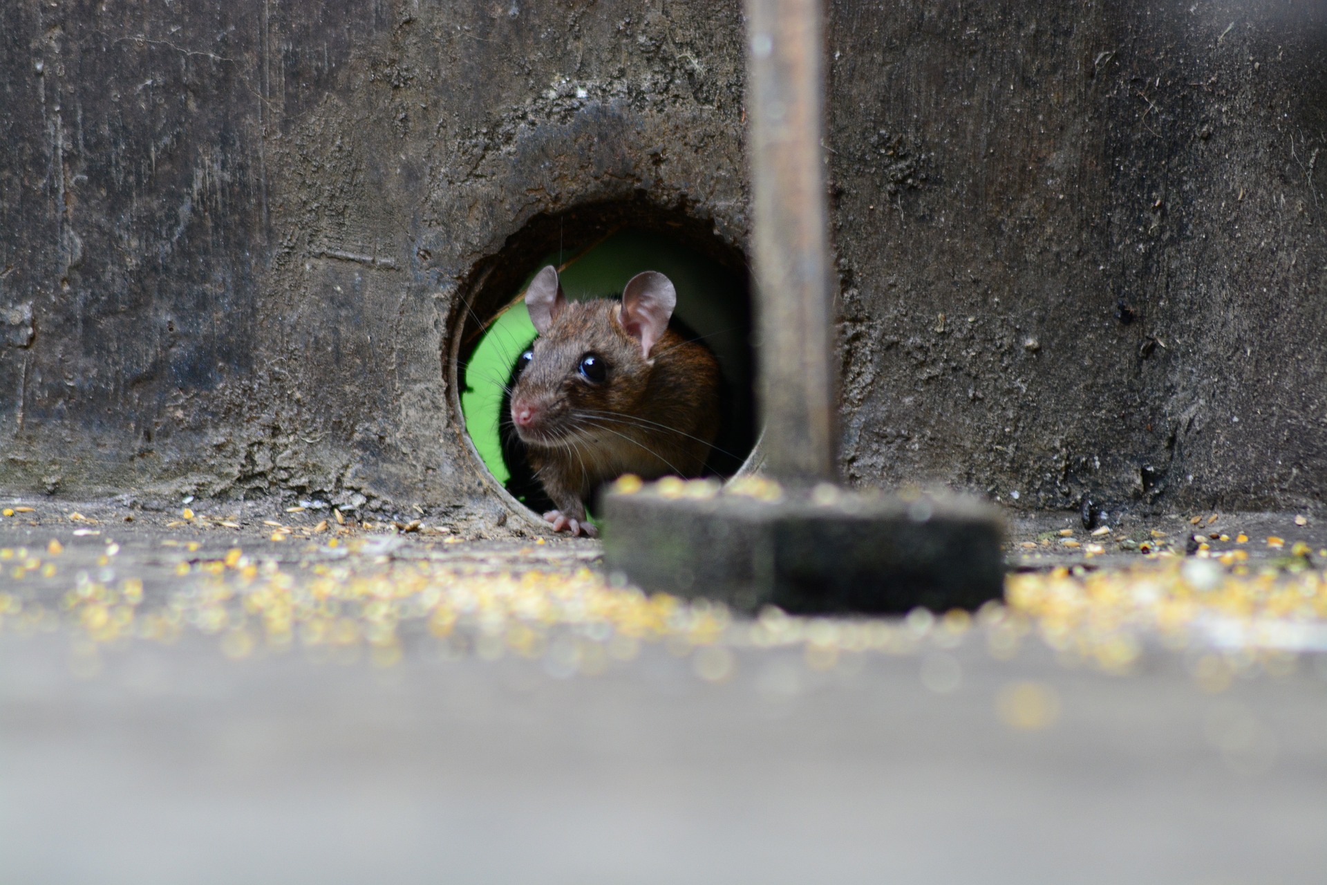 Why Problems with Energy Efficiency Could Also Cause Rodent Issues – rodent animal control nyc – fast rodent removal